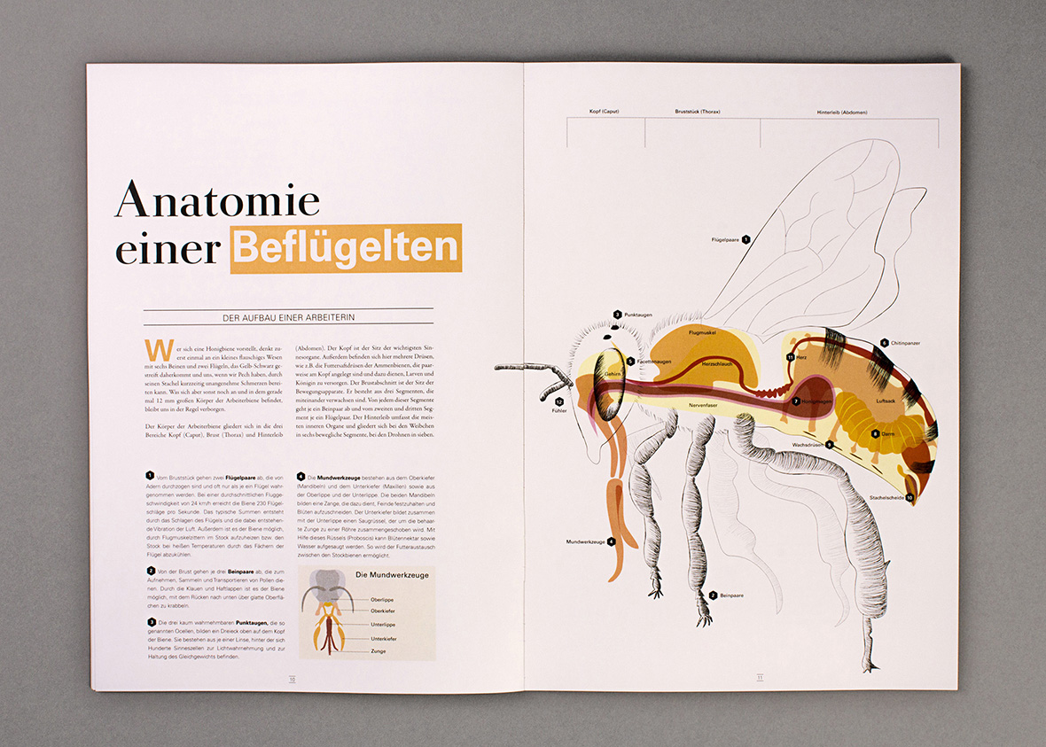 Tod einer Königin – Warum sterben Bienen wie die Fliegen? (6)