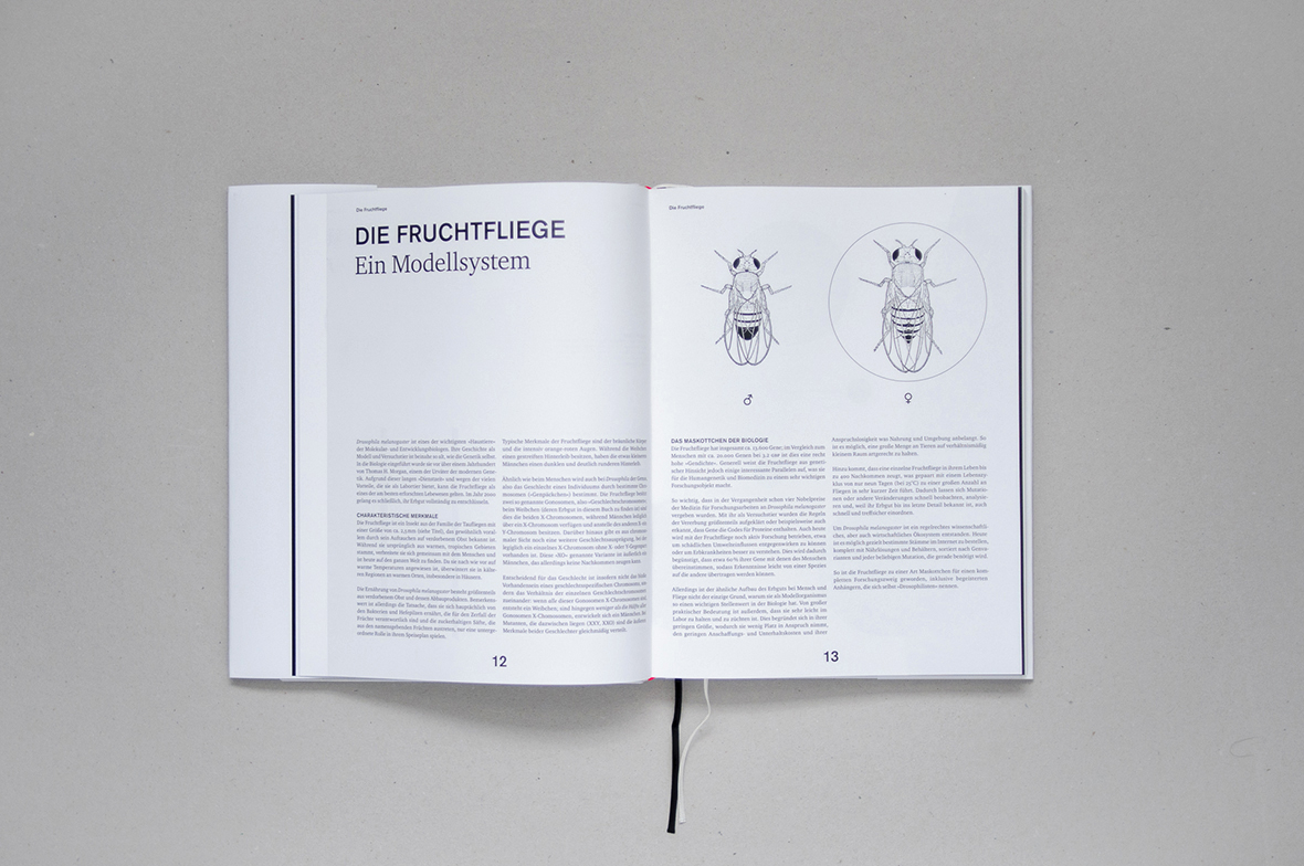Drosophila melanogaster – Ein Bauplan (4)