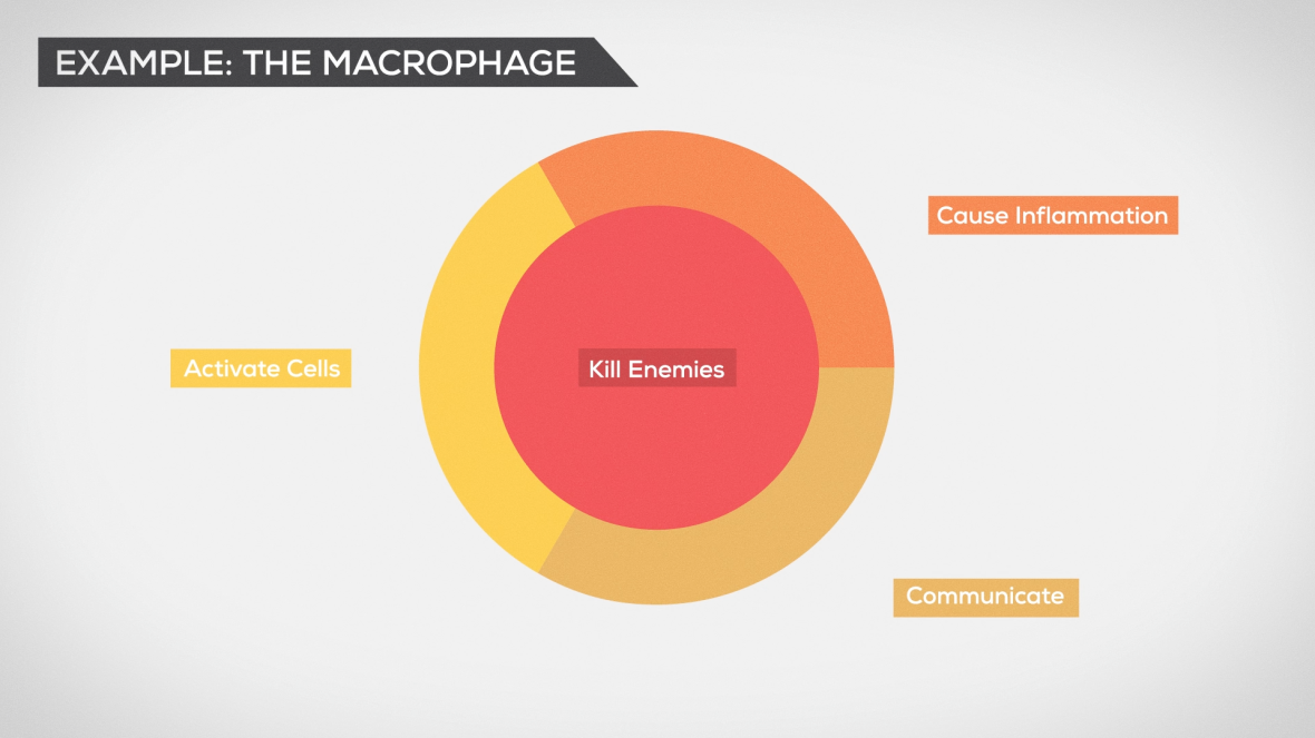 The Immune System Explained (3)