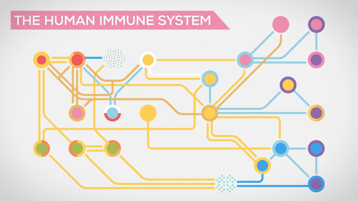 The Immune System Explained (2)