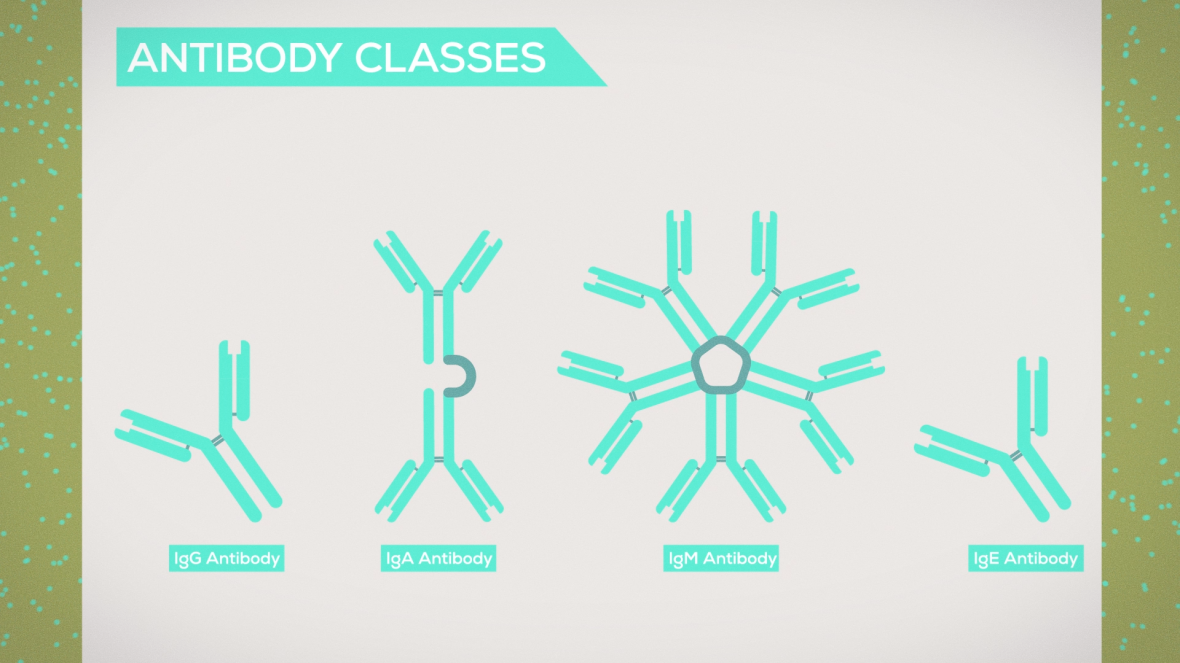 The Immune System Explained (9)