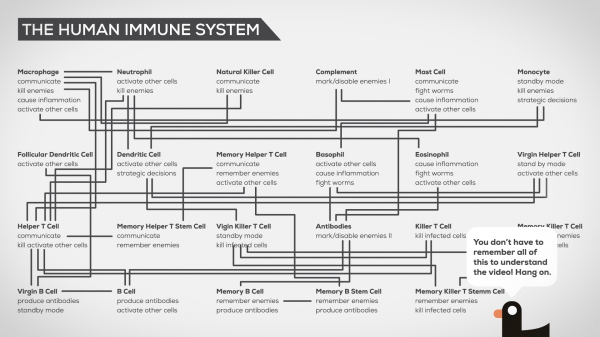 The Immune System Explained