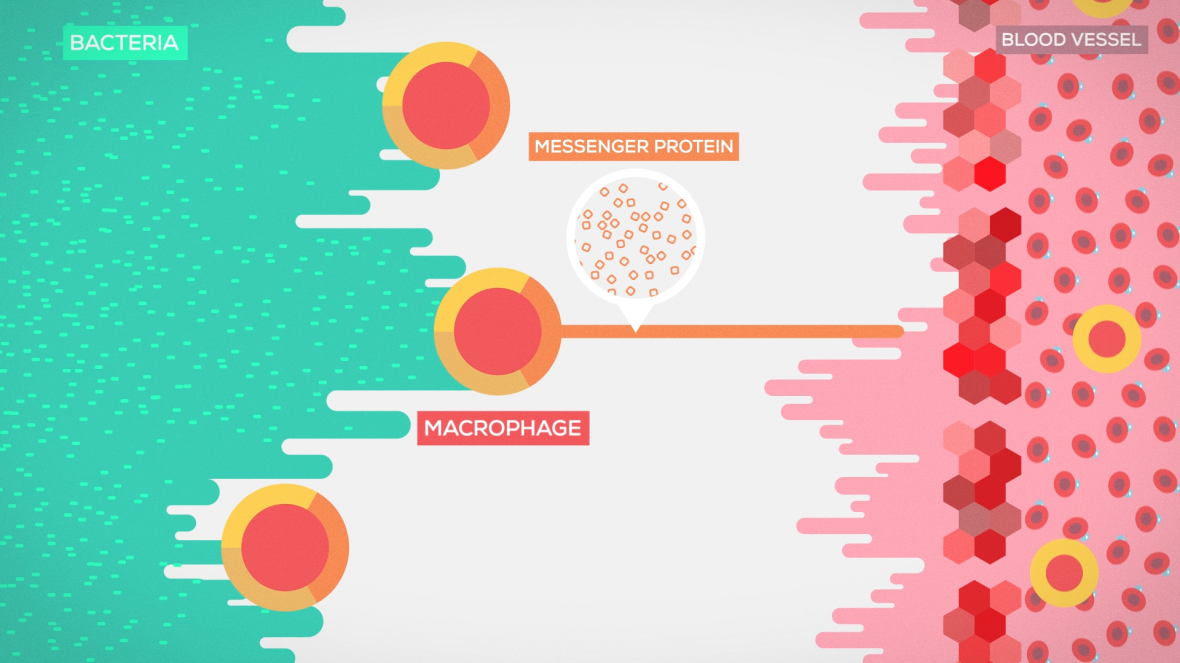 The Immune System Explained (4)