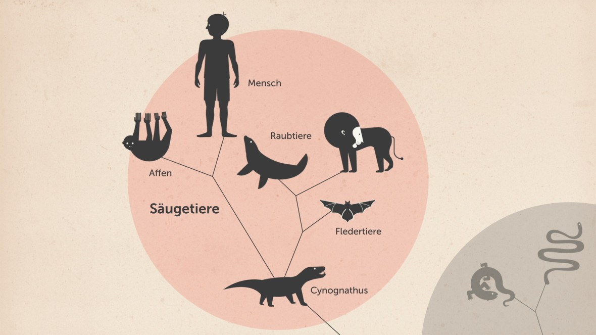 Der Stammbaum der Wirbeltiere (8)