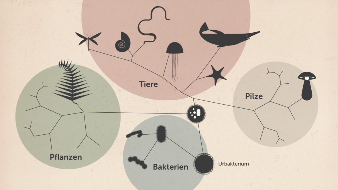 Der Stammbaum der Wirbeltiere (1)