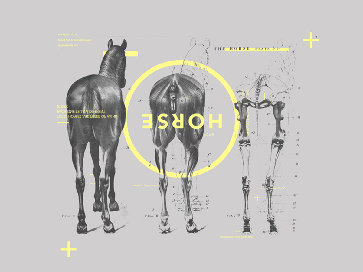 Anatomy++ (10)