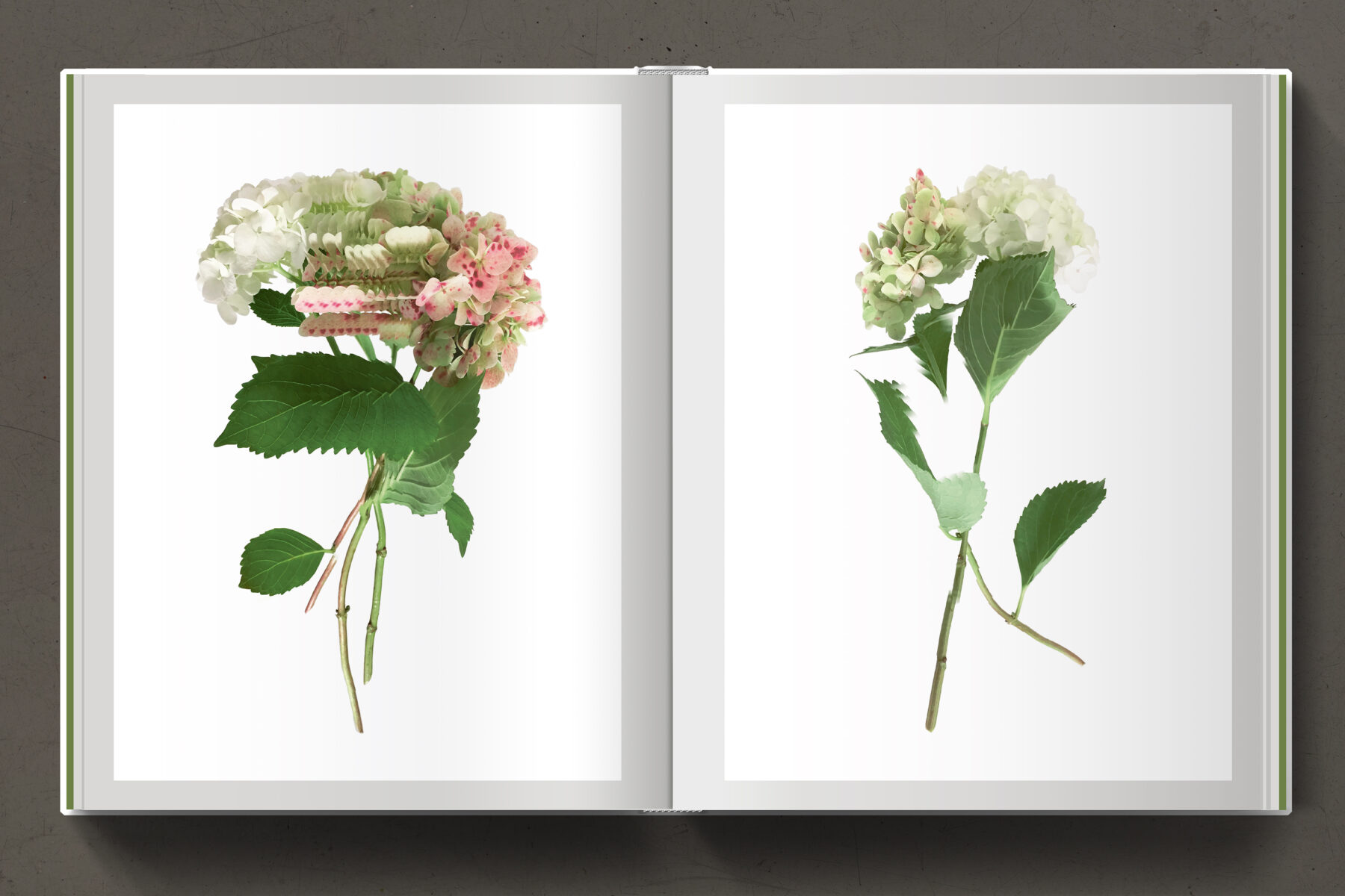 Floral Works by Felix Dobbert (7)